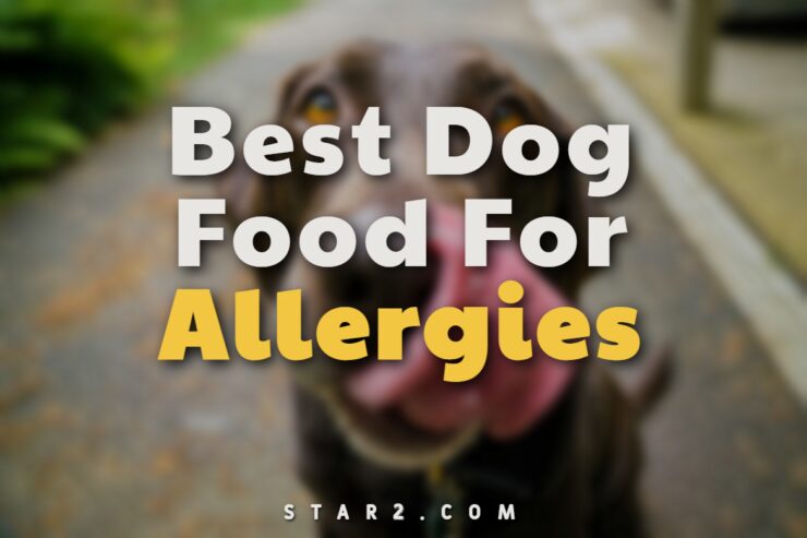 Лучший корм для собак при аллергии