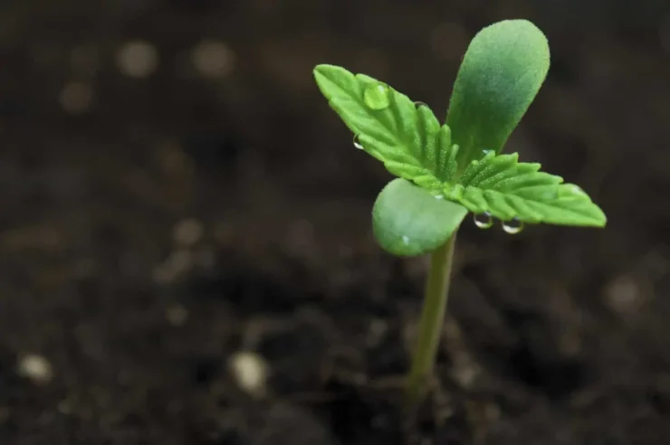growing your weed from seed