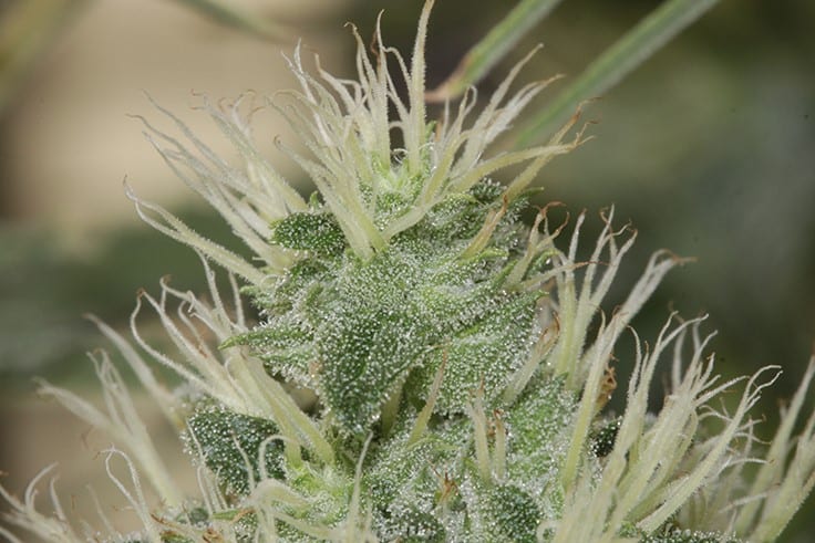 pollination of cannabis